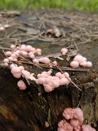 Attēlu rezultāti vaicājumam “Lycogala cf. oleocrystalliferum sessile”