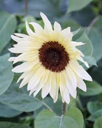 Image result for Sonnenblume