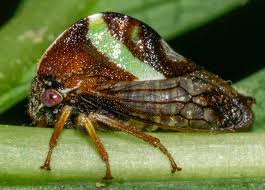 Attēlu rezultāti vaicājumam “Membracidae”