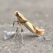 Attēlu rezultāti vaicājumam “Caloptilia alchimiella”