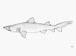 Image result for Odontaspis ferox