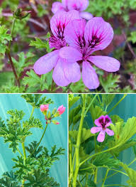 Attēlu rezultāti vaicājumam “Geranium palustre fruit”