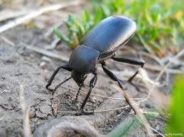 Attēlu rezultāti vaicājumam “Blaps mortisaga”