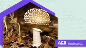 Attēlu rezultāti vaicājumam “Amanita pantherina”