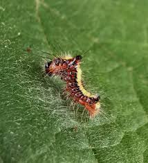 Attēlu rezultāti vaicājumam “Argyresthia albistria”