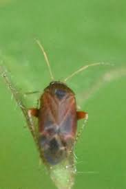 Attēlu rezultāti vaicājumam “Psallus sp.”