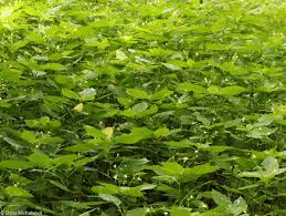 Attēlu rezultāti vaicājumam “Impatiens parviflora”