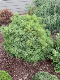 Attēlu rezultāti vaicājumam “Taxodium distichum”