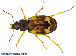 Attēlu rezultāti vaicājumam “Carabidae”