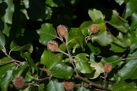 Attēlu rezultāti vaicājumam “Fagus sylvatica”