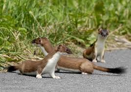 Attēlu rezultāti vaicājumam “Mustela erminea”