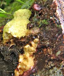 Attēlu rezultāti vaicājumam “Lycogala fuscoolearium young”