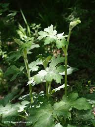 Image result for Heracleum sphondylium