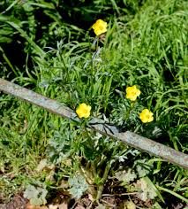 Attēlu rezultāti vaicājumam “Ranunculus auricomus”