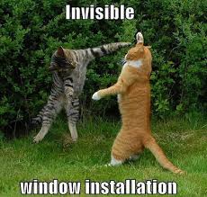 Image result for invisible cat