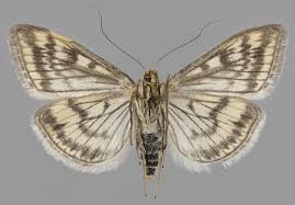 Attēlu rezultāti vaicājumam “Sitochroa verticalis”