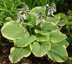 Attēlu rezultāti vaicājumam “Hosta sp. flower”