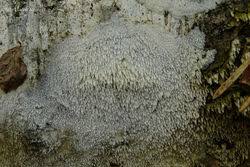 Attēlu rezultāti vaicājumam “Hyphodontia barba-jovis”