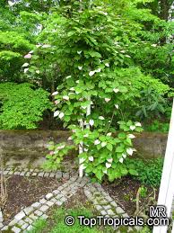 Attēlu rezultāti vaicājumam “Actinidia kolomikta”