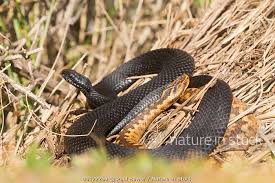 Attēlu rezultāti vaicājumam “Vipera berus adult”