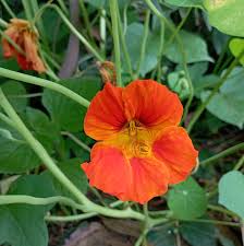 Attēlu rezultāti vaicājumam “Tropaeolum majus”