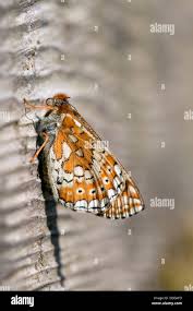 Attēlu rezultāti vaicājumam “Euphydrias aurinia”