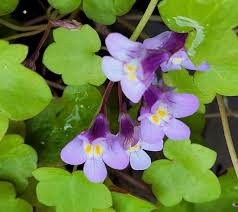 Attēlu rezultāti vaicājumam “Cymbalaria muralis flower”