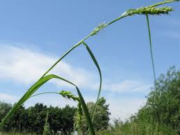 Attēlu rezultāti vaicājumam “Carex sylvatica”