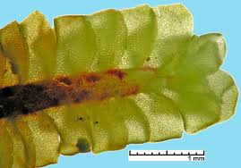 Attēlu rezultāti vaicājumam “Tritomaria”