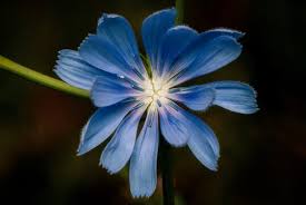 Attēlu rezultāti vaicājumam “Cichorium intybus flower”