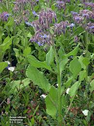 Attēlu rezultāti vaicājumam “Boraginaceae”