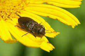 Attēlu rezultāti vaicājumam “Anthaxia quadripunctata”