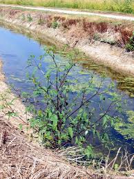 Attēlu rezultāti vaicājumam “Bidens frondosa”
