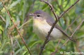 Image result for Vireo philadelphicus