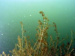 Attēlu rezultāti vaicājumam “Hydrilla verticillata”