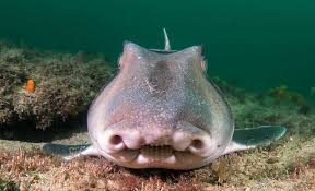 Image result for Heterodontus portusjacksoni