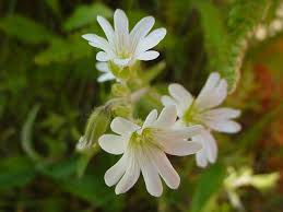 Attēlu rezultāti vaicājumam “Cerastium arvense flower”