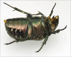 Attēlu rezultāti vaicājumam “Liocola lugubris”