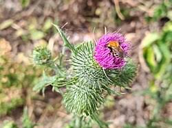 Image result for Silybum marianum