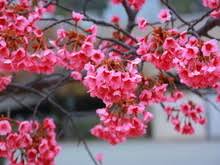 Image result for 緋寒桜