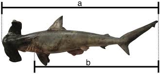 Image result for Sphyrna zygaena