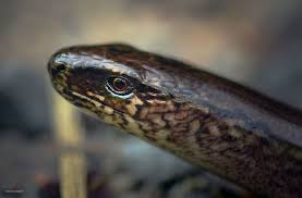 Attēlu rezultāti vaicājumam “Anguis fragilis adult”