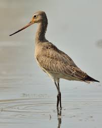 Image result for Limosa haemastica