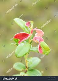 Attēlu rezultāti vaicājumam “Exobasidium vaccinii”