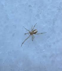 Attēlu rezultāti vaicājumam “Phylloneta cocoon”