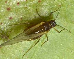 Attēlu rezultāti vaicājumam “Rhopalosiphum oxyacanthae”