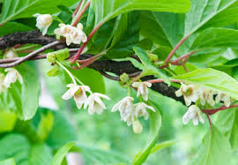 Attēlu rezultāti vaicājumam “Schisandra chinensis flower”