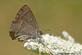 Attēlu rezultāti vaicājumam “Favonius quercus”