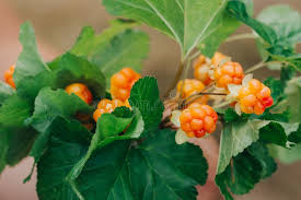 Attēlu rezultāti vaicājumam “Rubus chamaemorus fruit”