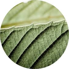 Attēlu rezultāti vaicājumam “Castanea sativa  leaf”